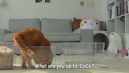 As Long as It Fits, LuLu Persists! | Kittisaurus