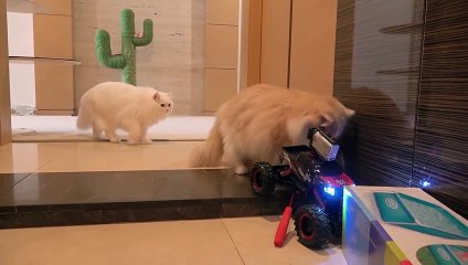 Fearless LuLu Even Hunted a Car! | Kittisaurus