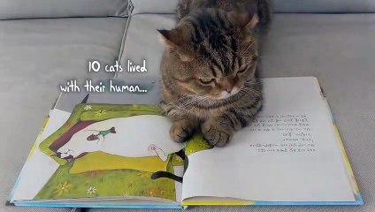 What Will My Cats Do If I Die? | Kittisaurus