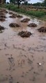 बारिश ने किसानों की उम्मीदों को धोया, फसलें पानी-पानी