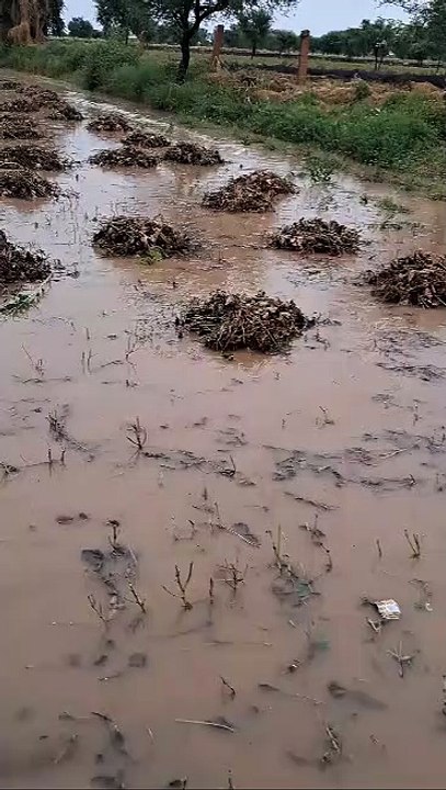 बारिश ने किसानों की उम्मीदों को धोया, फसलें पानी-पानी