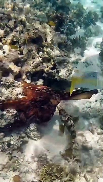 Octopus Punches a Fish
