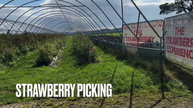 Pick-your-own Strawberries: A look inside the Strawberry Experience at Yorkshire Farm