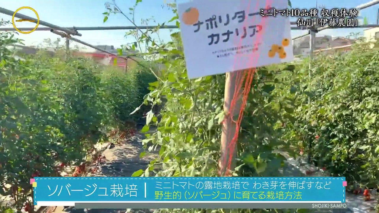 有吉くんの正直さんぽ 若者・ファミリーも集い賑わいあふれる仙川