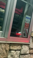 Rats at Whataburger Drive-Thru