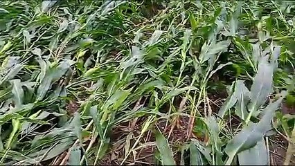 Video: तेज हवाओं के साथ बारिश से खेतों में दिख रही ऐसी तबाही