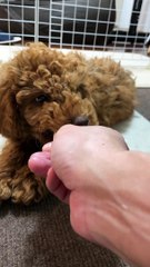 Baby dog short movies | Part 2