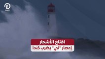 اقتلع الأشجار إعصار 