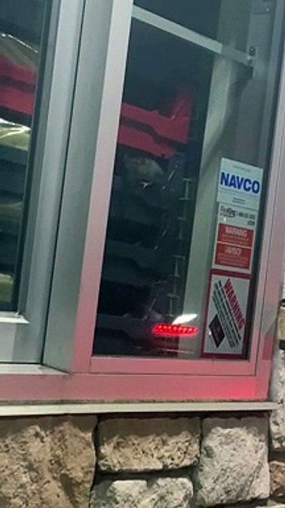 Rats at Whataburger Drive-Thru