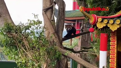 Terancam Punah, Taman Safari Berupaya Mengembangbiakan Panda Merah
