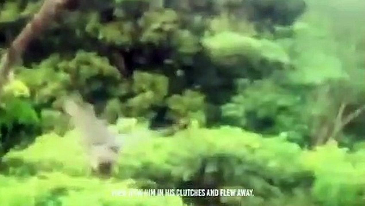 Lion Cub Kidnapped In front Of His Family
