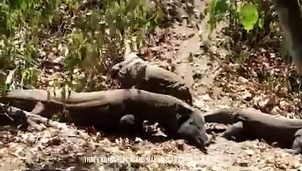Komodo Dragon Cracked A Bat's Bones And Swallowed It Alive