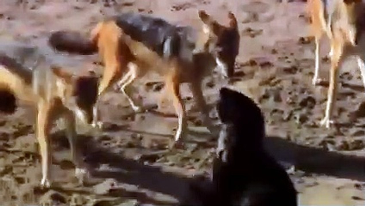 The Jackal Breaks The Squirrel's Skull