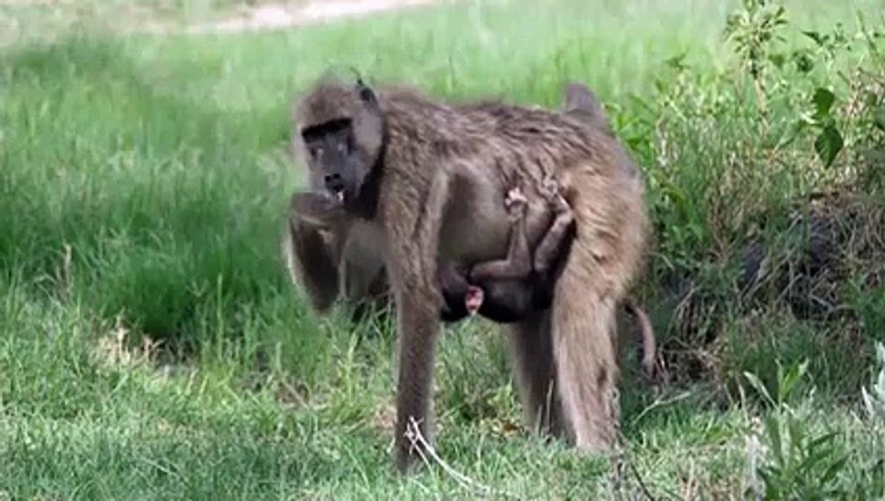 Baboon Eats a Baby Impala Alive , But It’s The Leopard’s Victory That Takes the Win