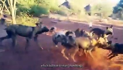 Wilddogs Tears Apart Their Preys Mercilessly