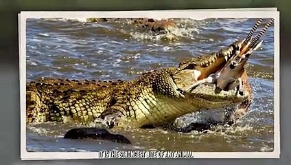 Crocodile Cut Off a Zebra's Head And Swallows It