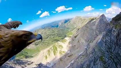 An Eagle Cuts Off A Duck's Head In Seconds