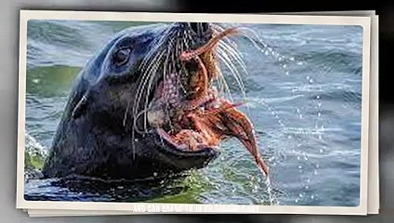 Sea Lion Breaks Penguin's Skull