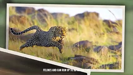 Impala's Guts Ripped Apart By Leopard