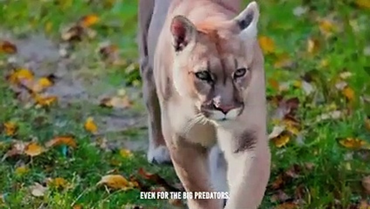 Giant Anaconda Vs Puma Deadly Fight, Who Will Win