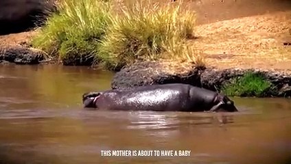 Angry Hippo Crushes Lion's Head And Show It Who's Boss