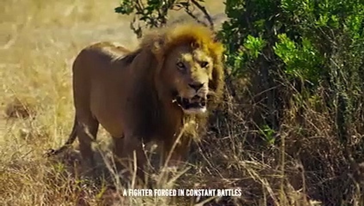 Even Lion Cant Survive A Komodo Dragon Attack