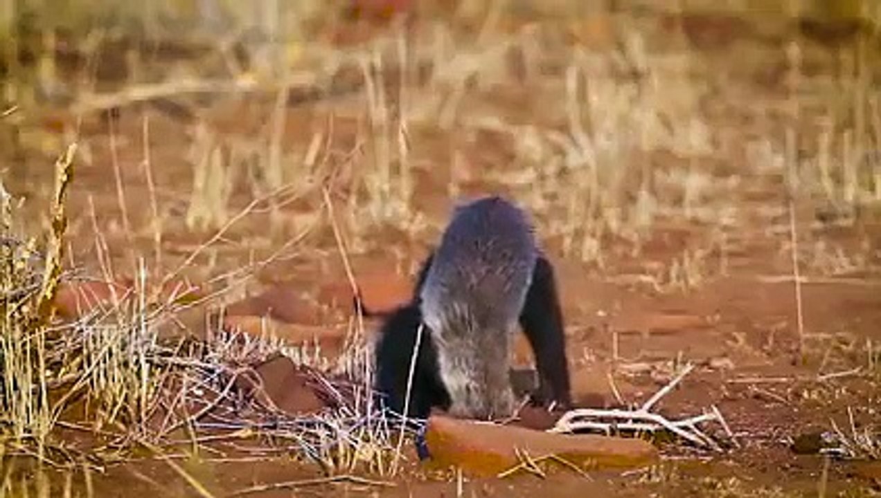 Epic Battle  Honey Badger Face Off The Python