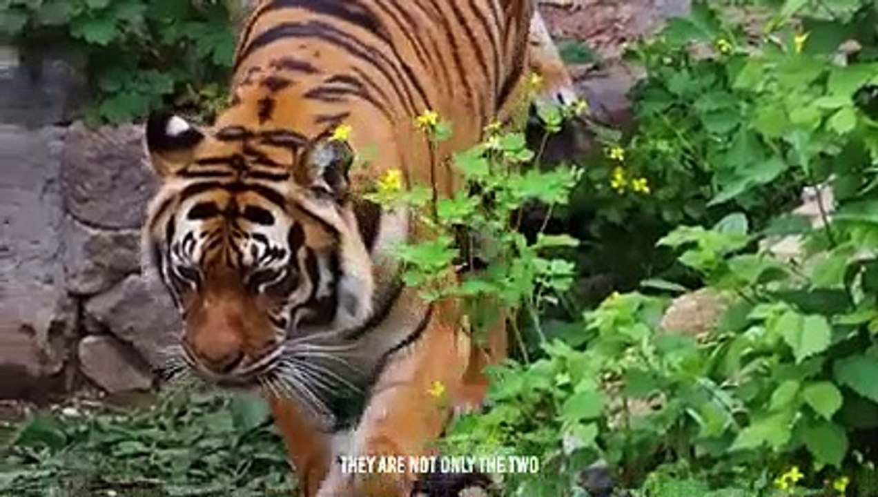 Can Tiger Mate With Lioness