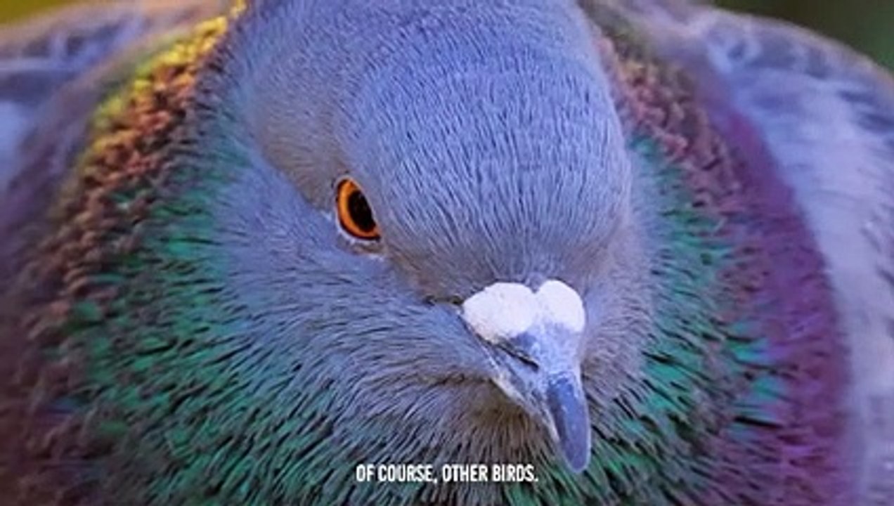 Can The Eagle Belongs To The Rooster
