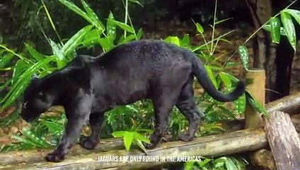 Giant Anaconda Face Off A Black jaguar .. Fight To The Death