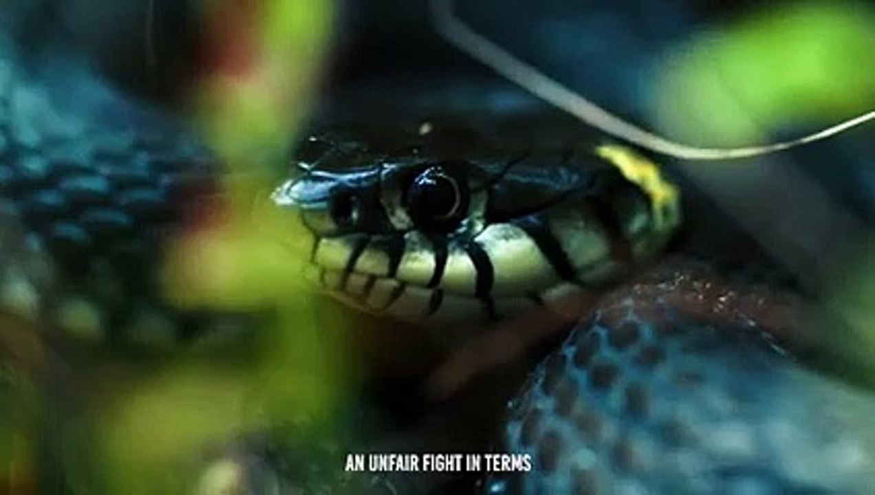 What If a Black Mamba Bites a Lion