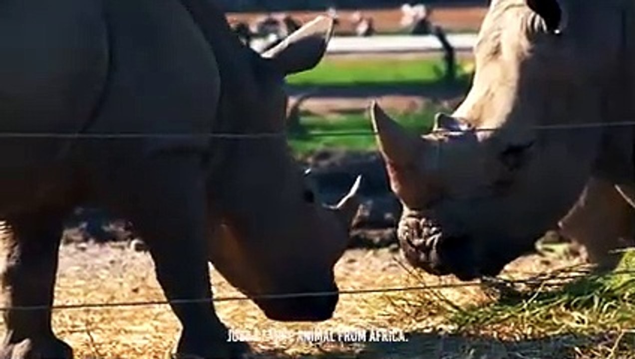 Rhino Vs Crocodile The Heavyweight Battle