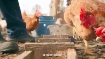 When Roosters Fight To Death
