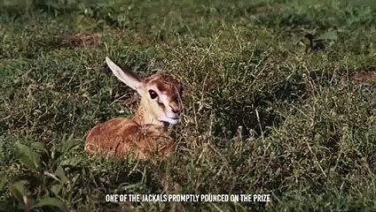 Jackals Kill A Gazelle Alive, The Mother Can't Save Her Baby