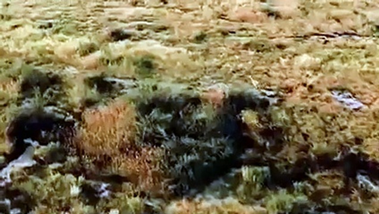 Mother Gazelle Defending Her Newborn Against An Eagle