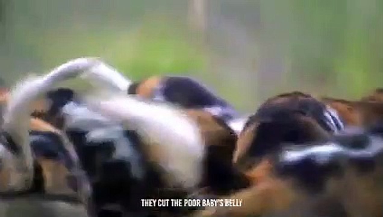 Wild Dogs Torn Apart A Baby Impala
