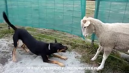 Angry Horse Bite a Sheep Into The Air and Trample It