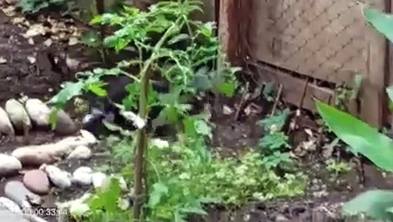Cat Shows The Snake who's The Boss
