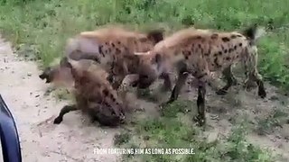 Ruthless Kill !! Hyena Eat Rival Clan Member