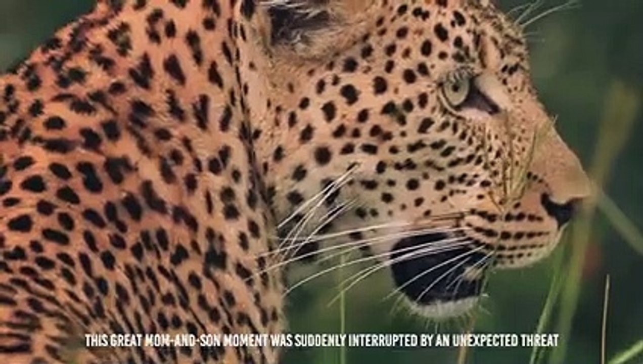 Hyenas Killed a Leopard For Revenge