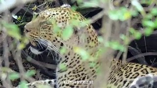 leopard torn an elephant belly and ate its bowel