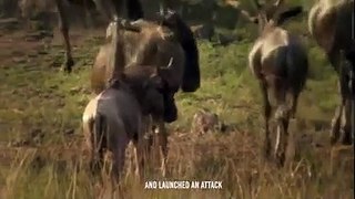 Unbelievable!! Hyena Ate a Wildebeest's Guts