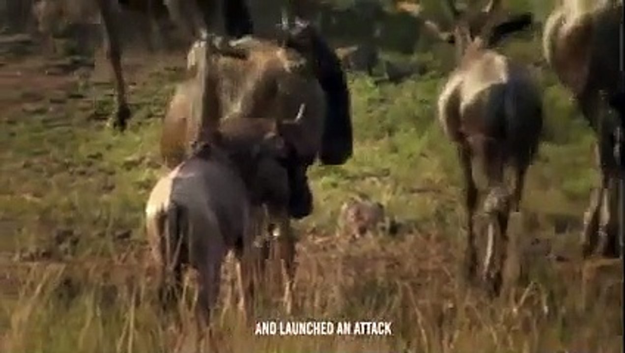 Unbelievable!! Hyena Ate a Wildebeest's Guts