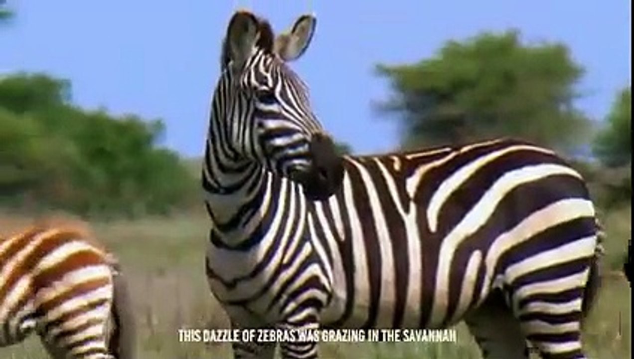 Zebra's Guts Ripped Apart By Hyenas