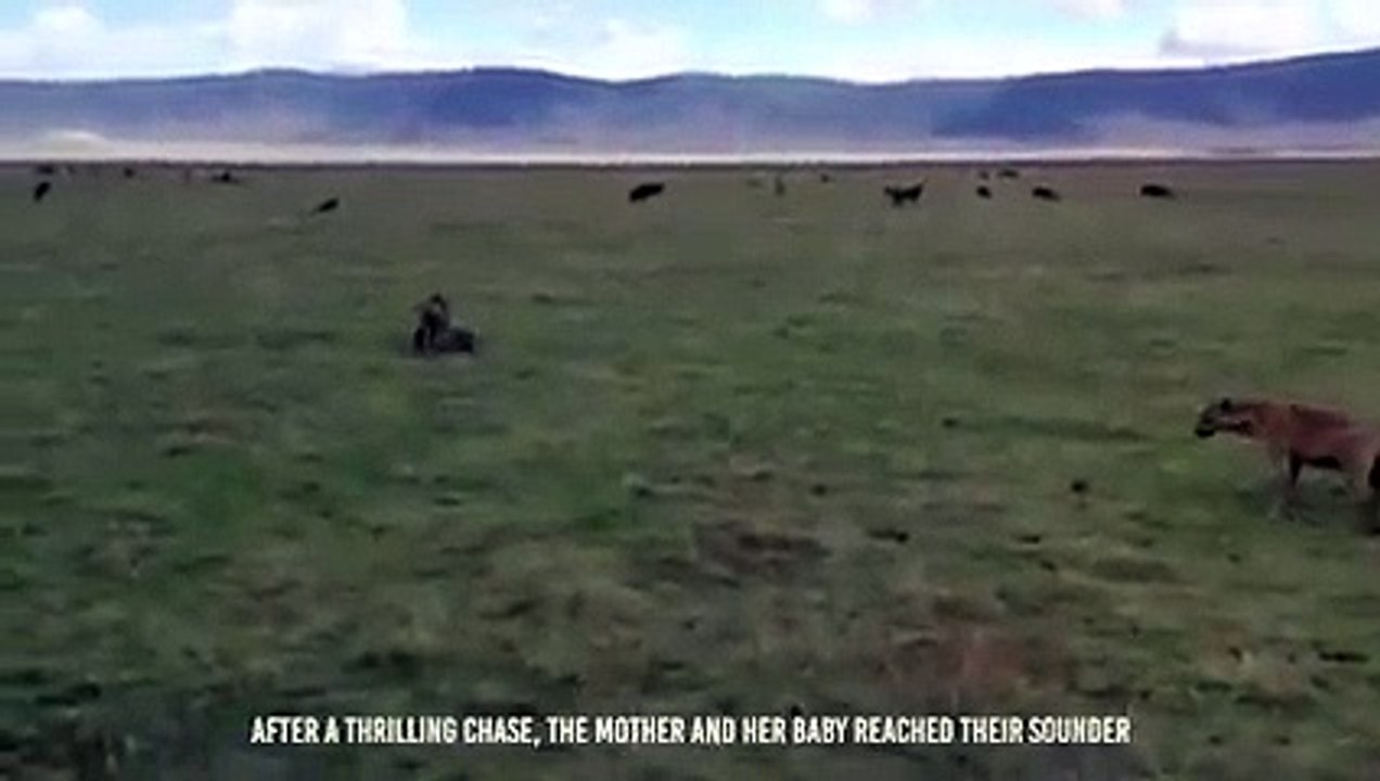 Hyena Rip A warthog's Tummy And Eat Its Guts