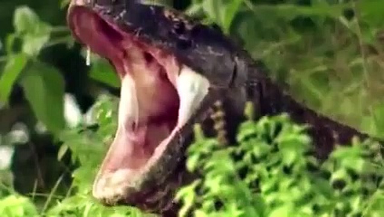 Komodo Dragons Prefer to Consume Their Prey Alive