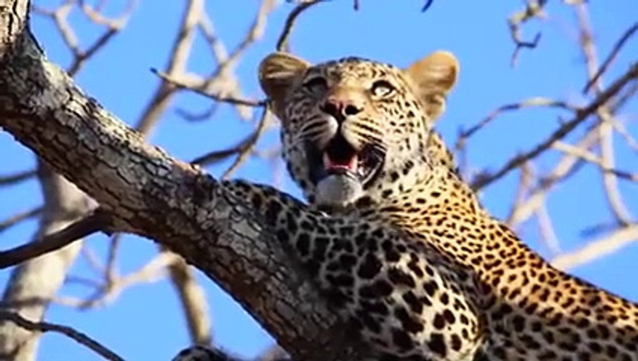 Incredible Lone Leopard Catches Baboon in Front of His Troop