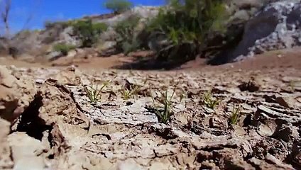 Crocodile Attacks The Warthog Twice