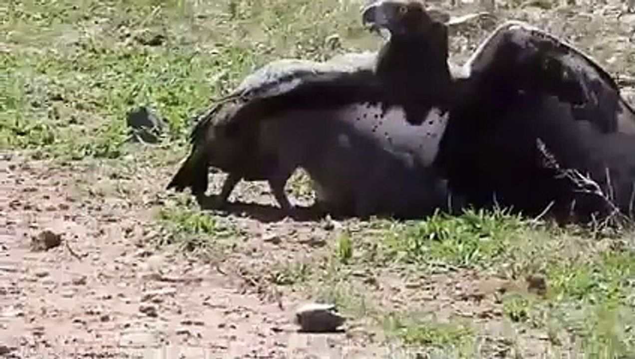 Unbelievable Eagles Attacks - Eagle vs Deer, Goat, Warthog