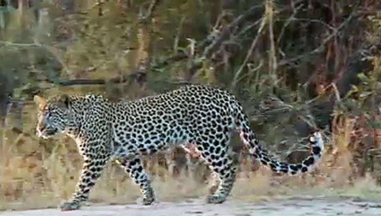 After Baboon Mother Dies, Leopard Treats Baby Baboon Like it's Mother
